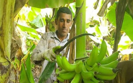 توسعه ۱۰۰۰ هکتاری مزارع موز در سواحل مکران  آغاز شد