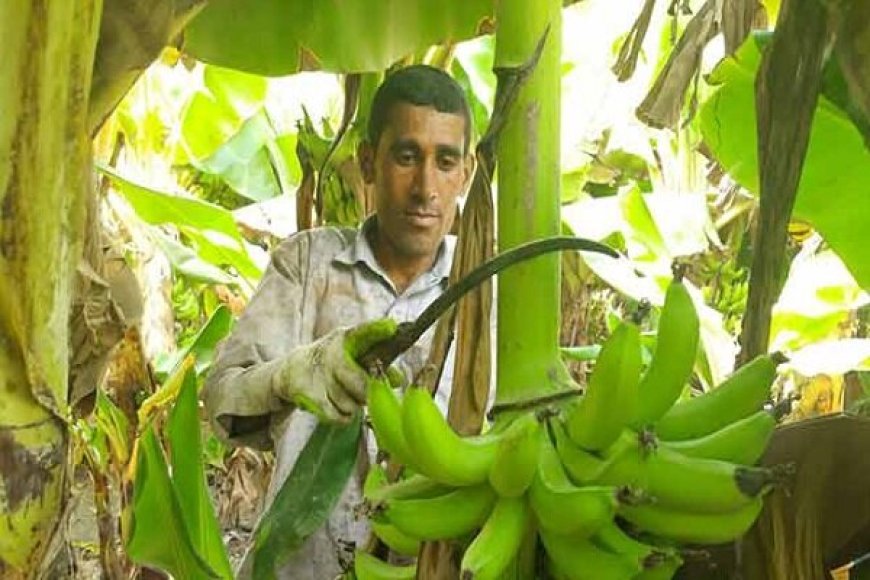 توسعه ۱۰۰۰ هکتاری مزارع موز در سواحل مکران  آغاز شد