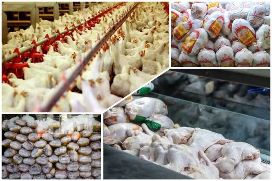 بازار مرغ فارس در مسیر تعادل عرضه و تقاضا