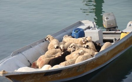 کشف محموله احشام قاچاق در آب‌های شهرستان میناب