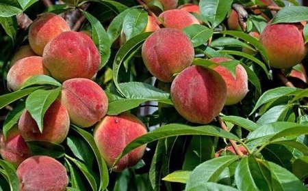 فارس در جایگاه دوم تولیدات باغی کشور؛ صادرات به ۹ بازار منطقه‌ای
