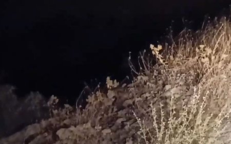 ثبت نخستین تصویر گربه وحشی در دالان فراشبند