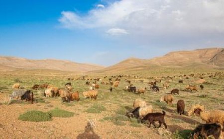 تولید ۲۶ درصد گوشت قرمز فارس توسط عشایر