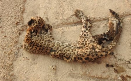 مرگ توله‌پلنگ در دنای شرقی؛ گرفتار شدن در سازه انسانی جان حیوان را گرفت