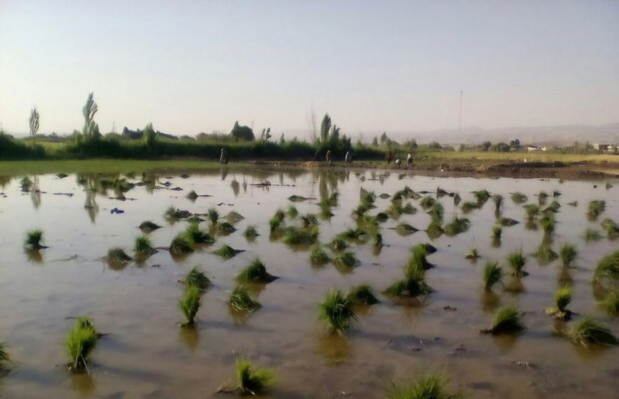 مصوبه جدید کارگروه کم آبی فارس؛ انسداد سریع‌تر چاه‌های غیرمجاز
