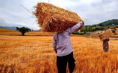 بخشی از مطالبات گندم‌کاران خوزستان هفته آینده پرداخت می‌شود