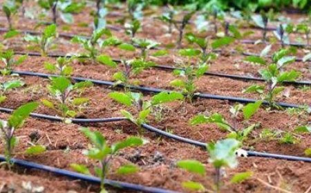 برق رایگان در انتظار کشاورزان صرفه‌جو در فارس