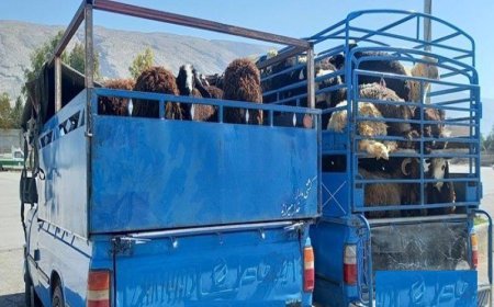 کشف ۸۲ راس دام سبک قاچاق در ممسنی