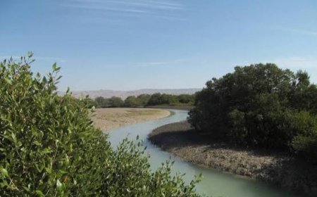 مرگ خاموش حراهای جنوب؛ زنگ خطر برای یک اکوسیستم حیاتی