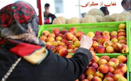 پای میوه در گیوه گرانی!