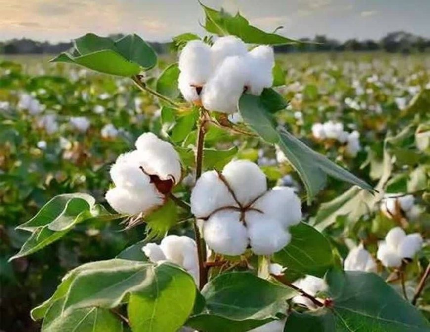 طلوع دوباره «طلای سفید» در فارس؛ امید و رونق با کاشت پنبه در ۲ هزار هکتار از اراضی فسا