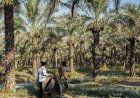 گچساران به استقبال خرمای مجول رفت؛ کشت در ۱۵۰۰ هکتار از نخلستان بلیسک