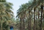 گنج پنهان در نخلستان‌های بوشهر؛ جنگل سبز جنوب در مسیر گردشگری