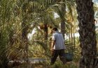 پیش‌بینی برداشت ۲۳۰ هزار تن خرما از نخیلات بوشهر
