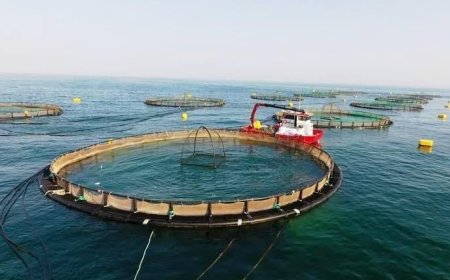 خرمشهر در مسیر تبدیل شدن به قطب شیلات منطقه