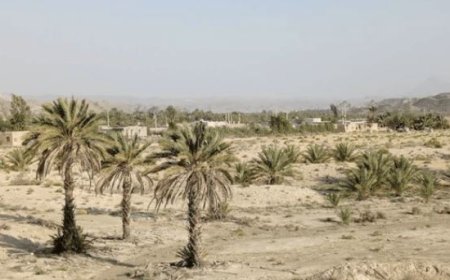 نیمه‌کاره ماندن پروژه احیای نخیلات روستای سراح پس از یک دهه