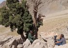 پایان تصویربرداری ۱۱ ساله مستند کهنسال‌ترین درخت زاگرس در کهگیلویه و بویراحمد