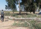 بازداشت ۲ متخلف قطع درختان تالاب مهارلو
