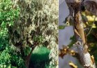 قارچ «ناتراسیا» درختان اهواز را تهدید می‌کند؛ شهروندان بیماری درختان را گزارش دهند