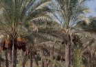 ارزیابی خسارت خشکیدگی خوشه خرما در نخلستان‌های آبادان آغاز شد