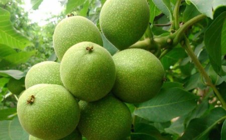 برداشت ۲۹۰ تن گردو از باغ‌های نی‌ریر