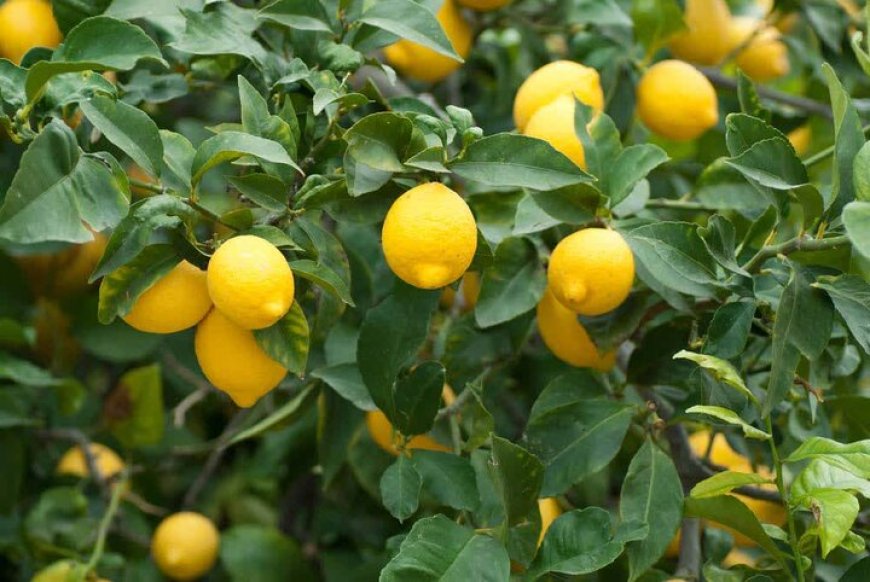 ‌برداشت لیموشیرین از ۱۰۰۰ هکتار باغ در میناب آغاز شد