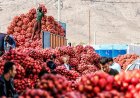 صادرات انار و انجیر استهبان مشروط به دریافت شناسه محصول شد