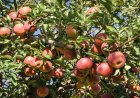 سیب روی دست باغداران کهگیلویه و بویراحمد؛ تولید ۱۳۰ هزار تن، خرید فقط ۱۰ هزار تن