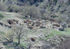 شناسایی روستای صفوی و متروک در جنگل‌های استان فارس