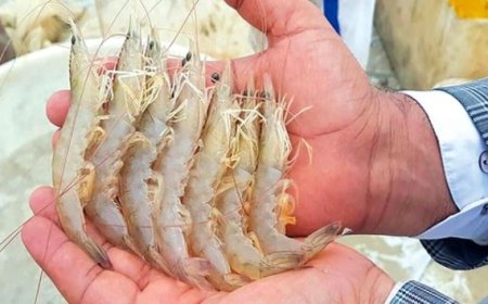 میگوی بوشهر؛ گنج دریایی با ارزآوری معادل ۵ نفتکش
