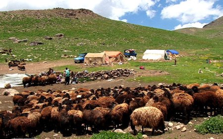 عشایر کهگیلویه و بویراحمد ۶۰ درصد گوشت استان را تولید می‌کنند