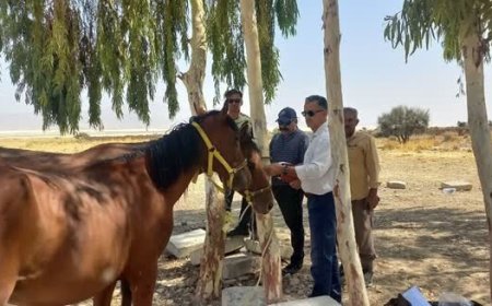 هویت‌گذاری اسب‌ها در هشت شهرستان فارس اجرا شد
