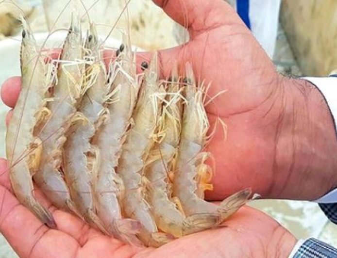 میگوی بوشهر؛ گنج دریایی با ارزآوری معادل ۵ نفتکش