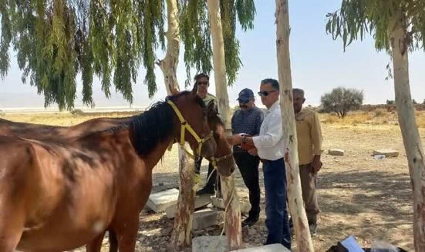 هویت‌گذاری اسب‌ها در هشت شهرستان فارس اجرا شد
